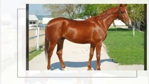 Масти лошадей : рыжая.