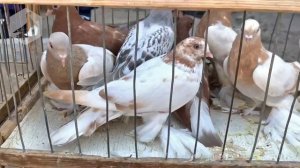 Птичий рынок г. Ташкент - ГОЛУБИ (07.08.2021) / Uzbek Pigeons