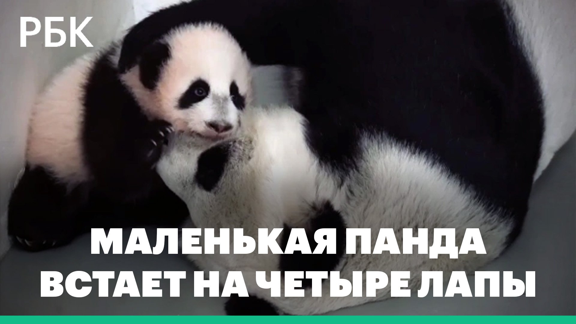 Маленькая панда в Московском зоопарке встает на четыре лапы