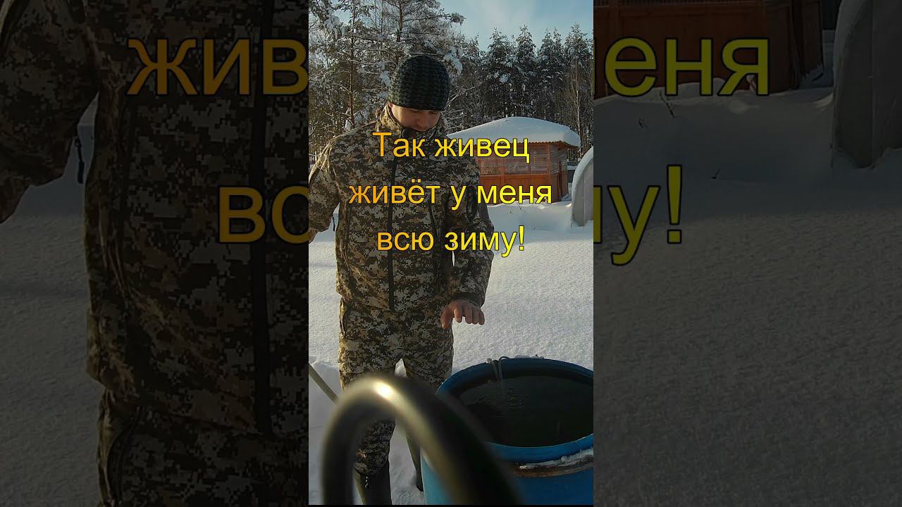 ЛУЧШИЙ СПОСОБ СОХРАНИТЬ ЖИВЦА ЗИМОЙ #shorts смотреть онлайн