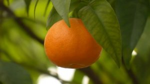 Mandarino -Citrus reticulata