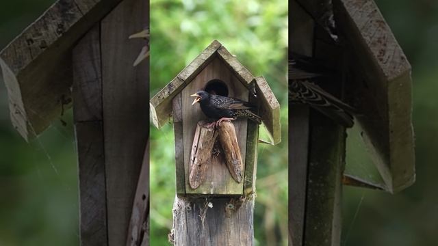 Starling Chicks being Fed at garden Nesting box #birds #nestingbox  #birdfeeding