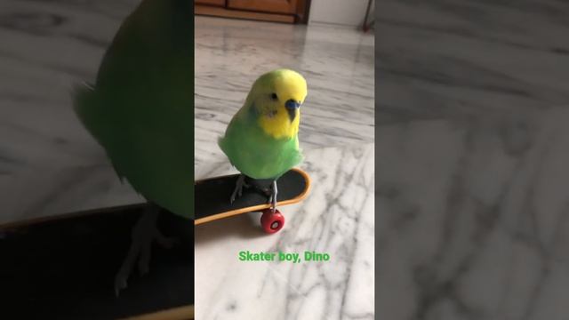 Budgie Skater Dino