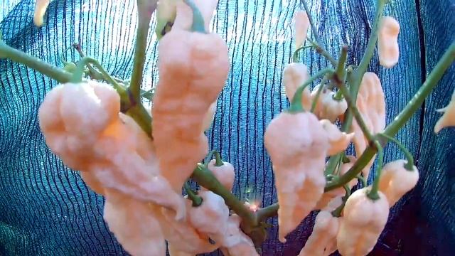 Bengal Naga Peach - Сверхострый сорт перца смотреть онлайн