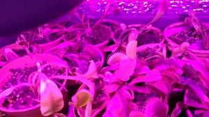 Зимовка Дионеи и Саррацений (# 3). Продолжение.