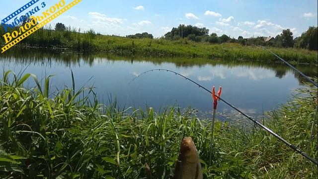 Піймав рекордну красноперу на річці Стир яка протікає через місто Берестечко смотреть онлайн