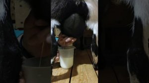 Дойка камерунской карликовой козочки! Техника дойки руками. Питомник карликовых коз Маленькое чудо.