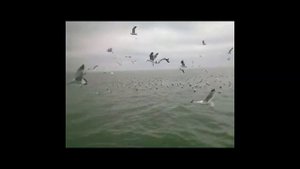 *зимний промысел в Азовском море*