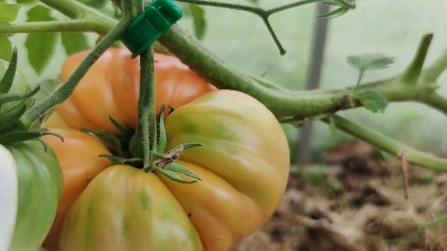 Три способа не дать крупным томатам оторваться от ветки смотреть онлайн