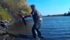 За щукой в Астраханскую область успех гарантирован.