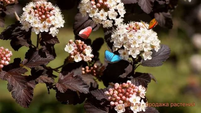 Пузыреплодник калинолистный Файрсайд (fireside) ? обзор: как сажать, саженцы пузыреплодника Файрсай смотреть онлайн