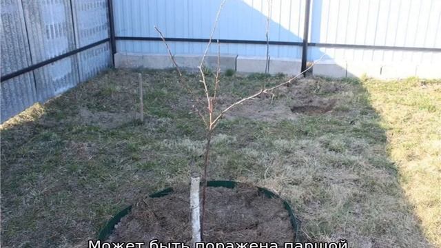 Посадка яблонь при высоком уровне грунтовых вод