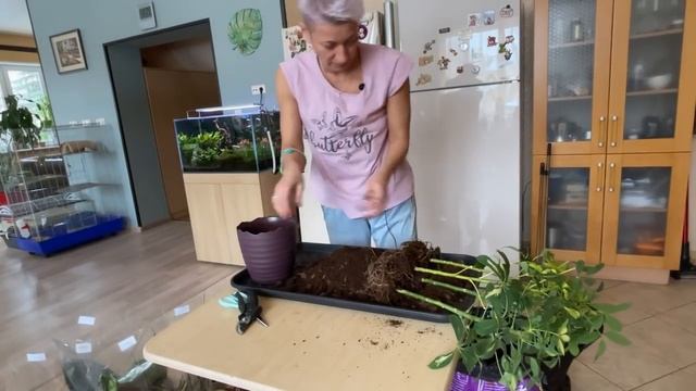 Озеленение детской комнаты - окончание порядка на 2 этаже или нет?