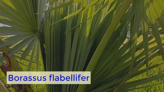 Natural vlog- 24 || Common water hyacinth || Weedy rice || Drinkable Herbs || jamuna budi || смотреть онлайн