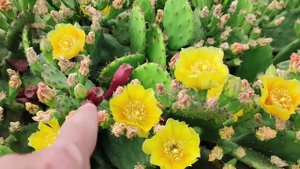 Кактус опунция - медонос?!