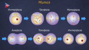 6 класс - Биология - Деление и рост клеток