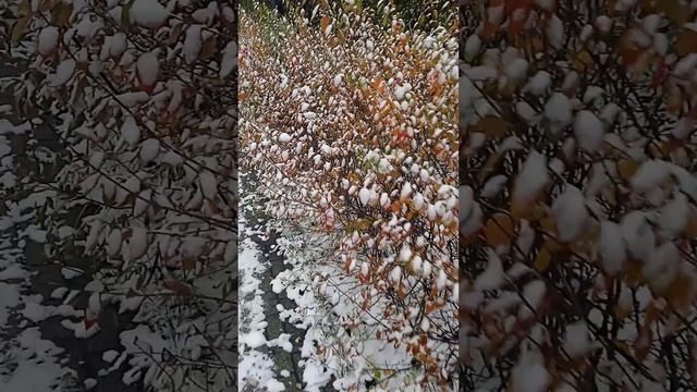 Снегом засыпало листья не опавшие смотреть онлайн