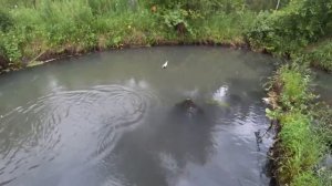 РЫБАЛКА на ХАРИУСА/ Медвежий РУЧЕЙ в ТАЙГЕ/ По Мутной Воде/ Жёлтая МУХА в Деле!!!