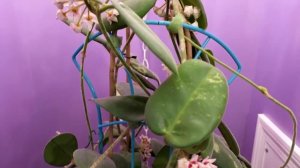 A Visit with Hoya calycina Stargazer