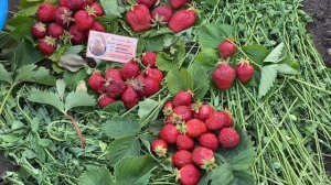 ?Клубника//Купить саженцы клубники сорт Русановка, Розана, Пегас, Королева Елизавета, Вебенил