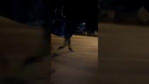 Шаг карачаевской лошади
