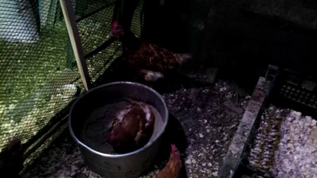 Линька затянулась, проверяю кур на наличие всякой живности. смотреть онлайн