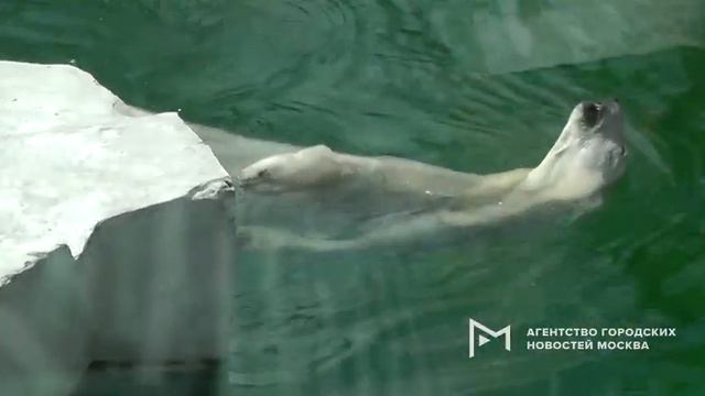 Москва. Животным не жарко в Московском зоопарке. смотреть онлайн