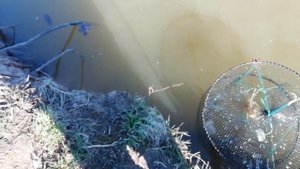 Линь прижился в своём пруду на даче. Искусственный пруд с рыбой и раками на участке. ПРУД в огороде