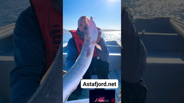 Astafjord Guide Tour - Fishing for Ling (Molva)