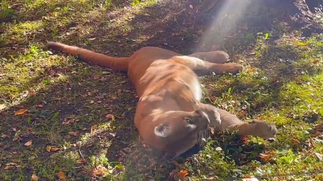 В Ростовском зоопарке живет самец канадской пумы - Кай! ростовскийзоопарк животные zoo кошки