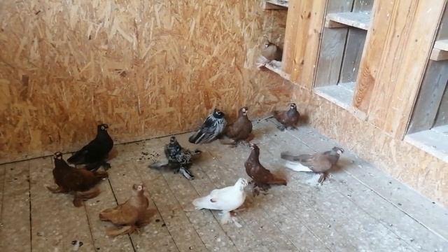 узбекские голуби Темрюк 4 09 22 в гостях у валеры смотреть онлайн