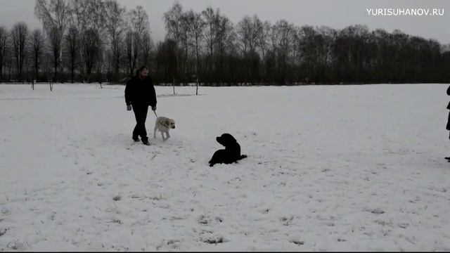[Занятие 4] Спокойное отношение лабрадора к другим собакам смотреть онлайн
