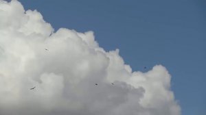 Футаж птицы в небе