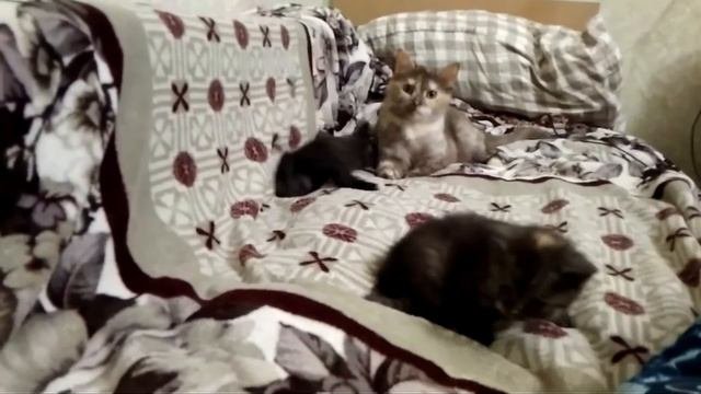 котята шотландские прямоухие