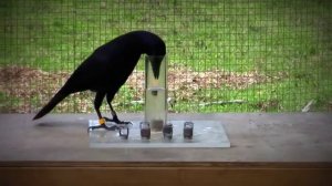 Интеллект ворон поразил ученых Causal understanding of water displacement by a crow