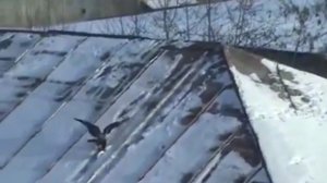 Ворона катается с крыши