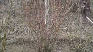 обрезка английских романтических роз ( роз Остина), питомник роз Полины Козловой