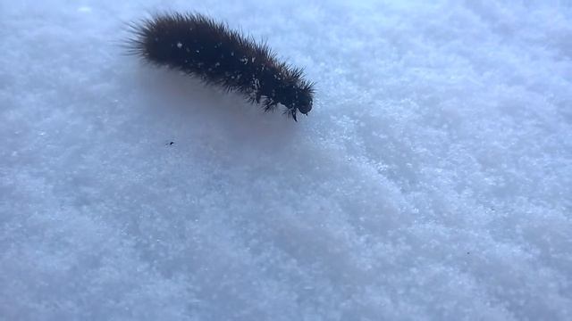 чудо природы смотреть онлайн