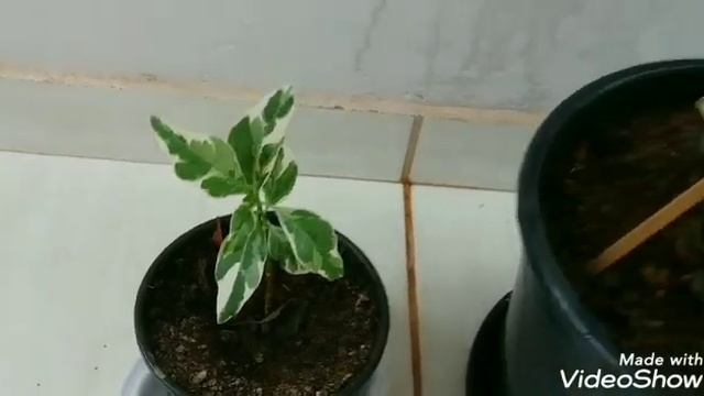 PSEUDERANTHEMUM / VARIEGATA. COMO CULTIVAR????????onde Tem Flores Tudo Fica Mais Lindo.