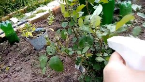 На розах завелись тля и гусеницы, обработаем розы