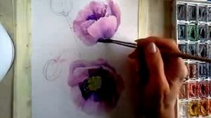 Рисуем  акварелью Маки в сиреневых тонах.