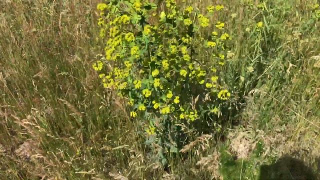 Яблоновый овраг и мельница в Бариновке. Автопутешествие всей семьей. смотреть онлайн