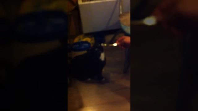 Кот ест плавленый сыр смотреть онлайн