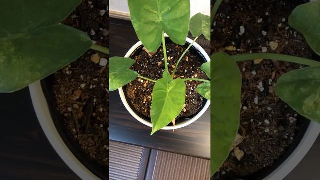 Alocasia odora variegata “Okinawa gold”(Aurea) half moon