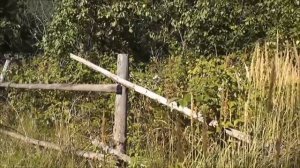 Умирать за "Родину".... Ленинград