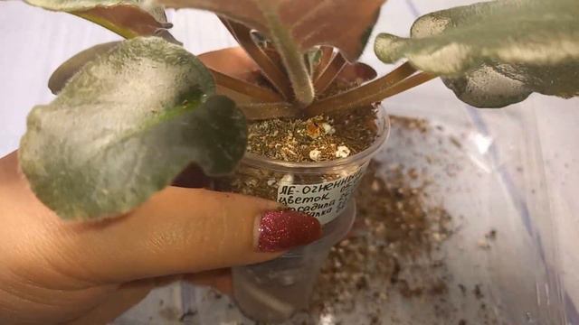 И снова перевалки фиалок 😉. смотреть онлайн