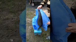 ГРИБОК ИЗ БЕТОНА