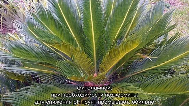 Саговая пальма цикас — уход в домашних условиях смотреть онлайн