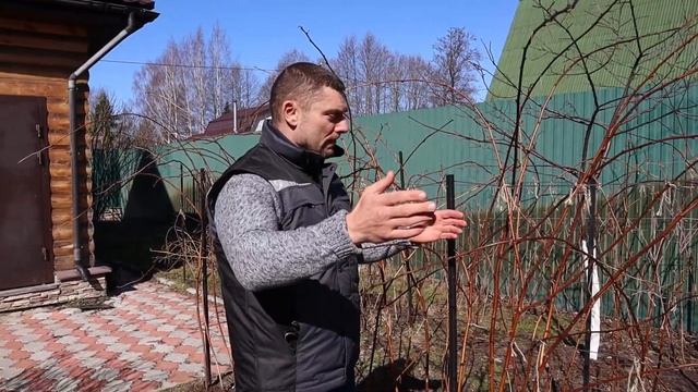 Двойная обрезка малины смотреть онлайн