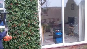 STIHL HL 75 K long-handled hedgetrimer vs pyracantha